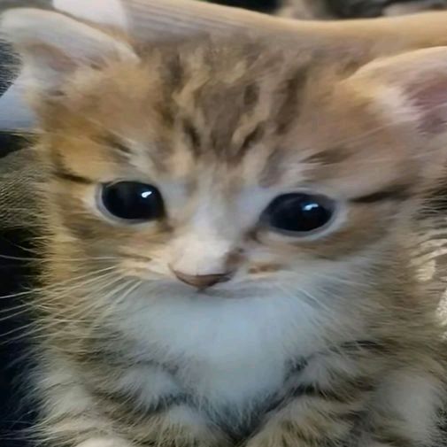 R4m0k1 ⸝⸝🪐༘ ⋆.𖥔 ݁ ˖๋ ࣭ ⭑