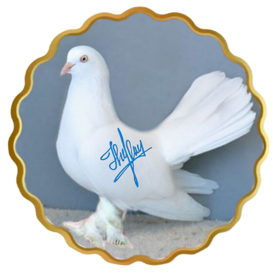 ꧁⭐الڪنـج⭐꧁