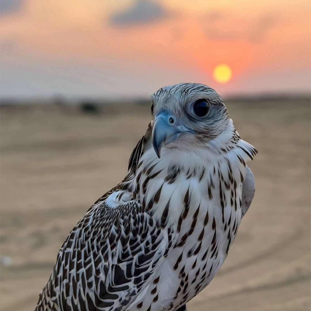 مـقـرن