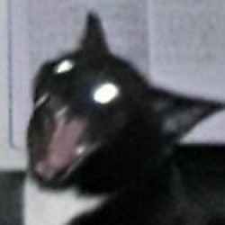 Kat