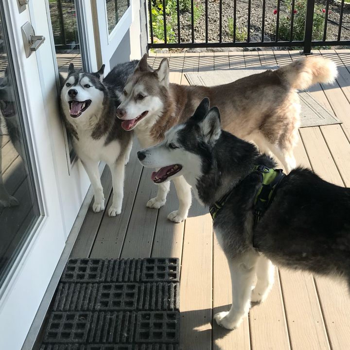 Marco, Arya, Katara, Sokka
