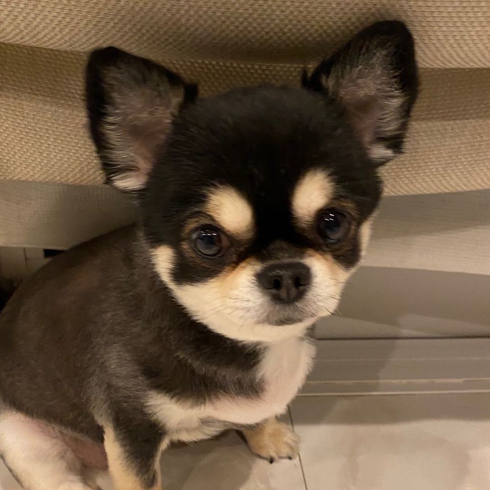ここまる。🐶🎀