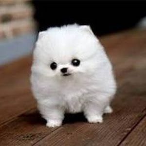 Help Animals
