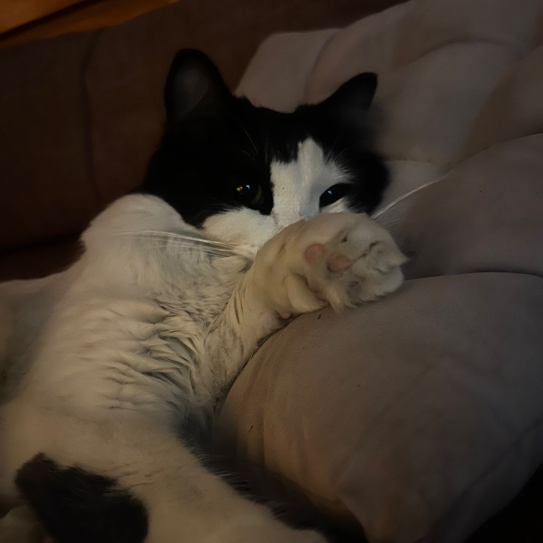 ☆ ᴠᴀʟᴇ ✮