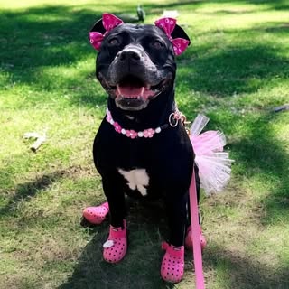 Akira The Black “Pit Bull”