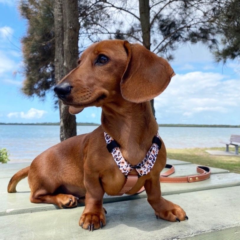 Albert Dachshington