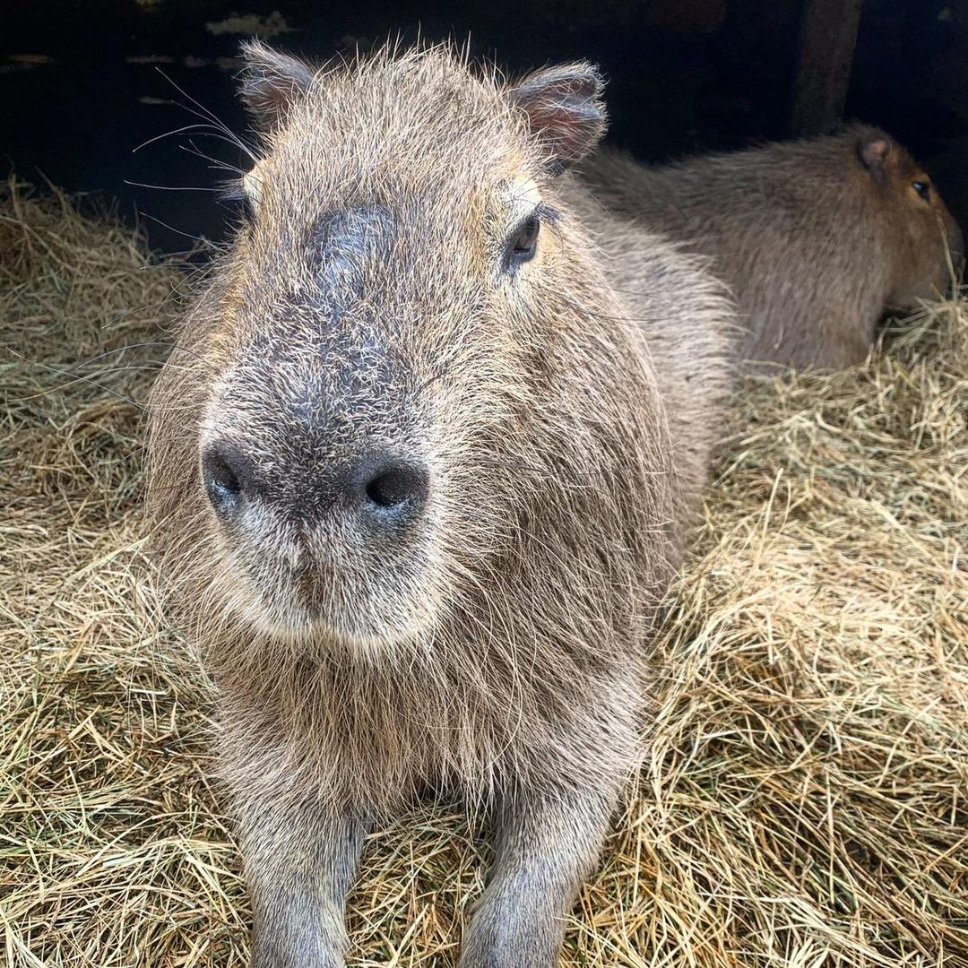 Amazing Animals Inc