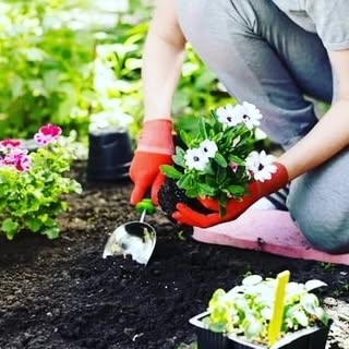 Amazing Garden Ideas