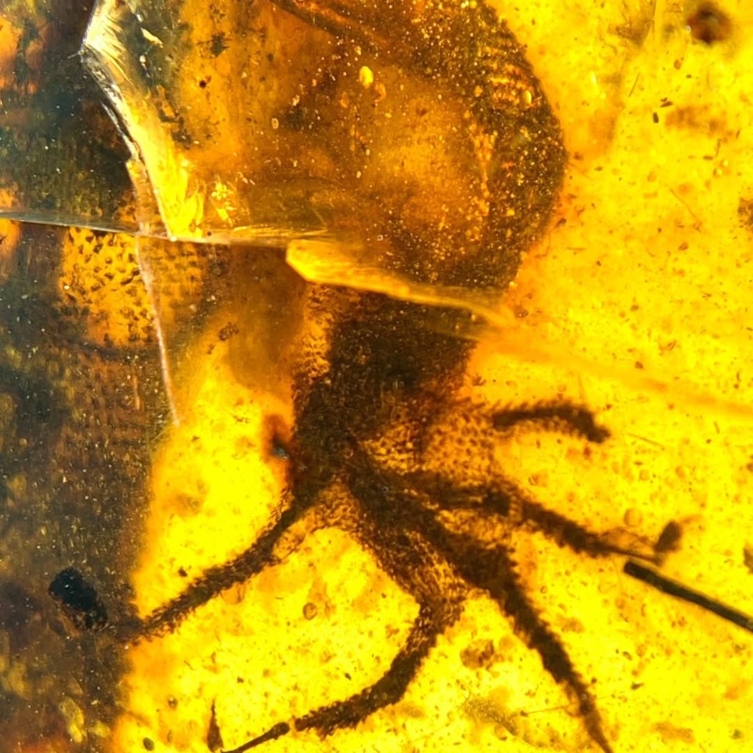 Amber Tales