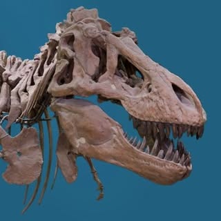 American Museum of Natural History