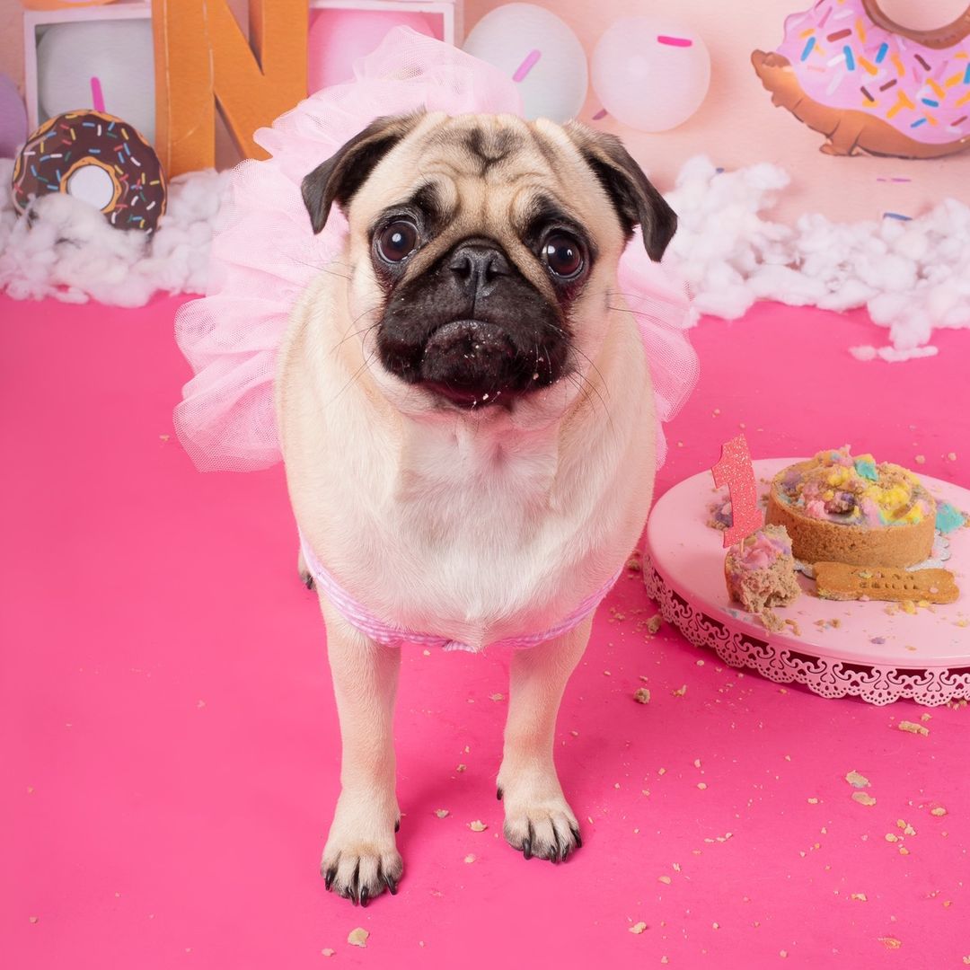 AmorDog