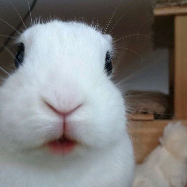 𝓢𝓾𝓼𝓾 ִֶָ𖤐┊𝑫𝒂𝒕𝒐𝒔🐇💕