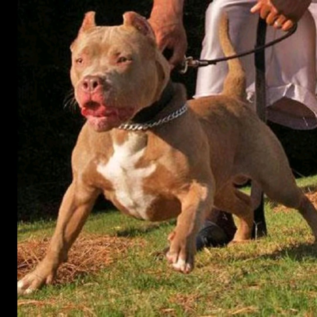 Pitbull