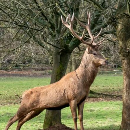 Animals Natural clip