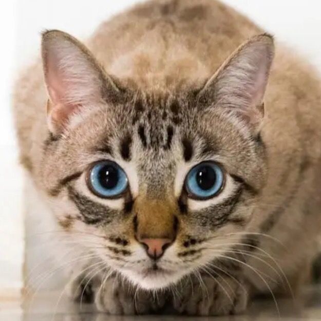 🦊Animals World🦊