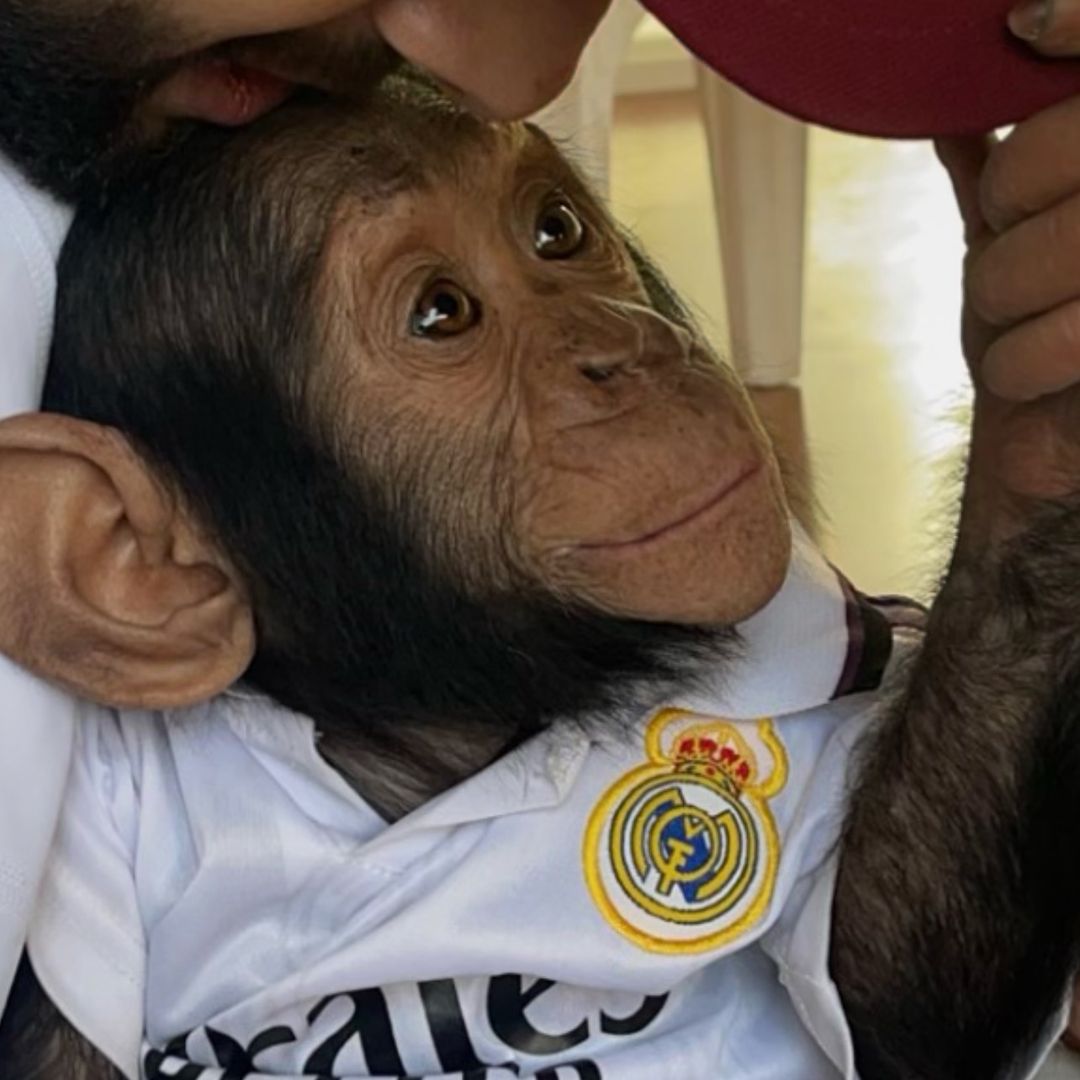 Antarmonkey