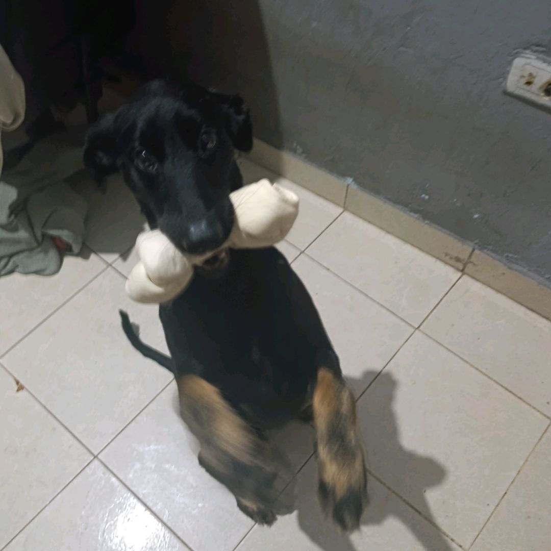 🐕apo🦴