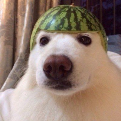 argdwtf