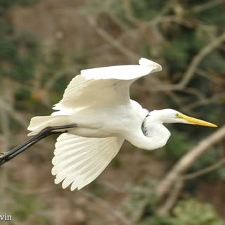 National Audubon Society