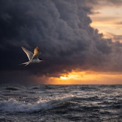 tern