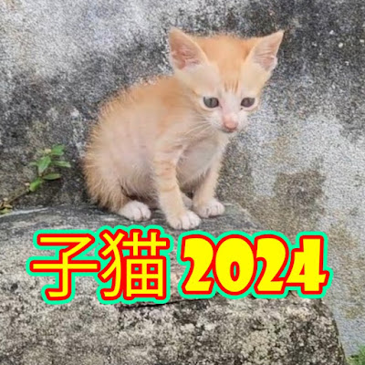 子猫 2024