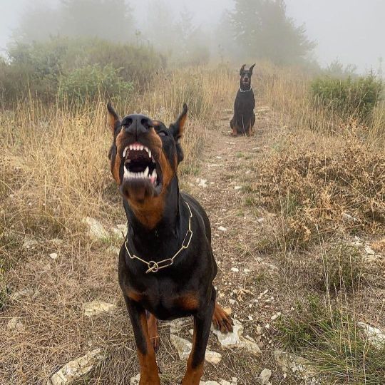DOGS🐶⚡