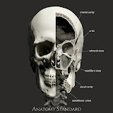 Anatomy Standard