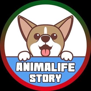 Animal Lovers ❤️