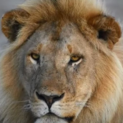 Animals Empire