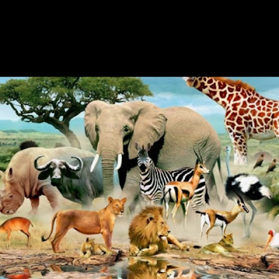 Animals info World