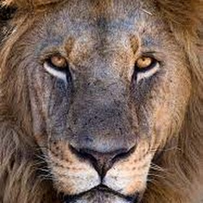 Animal time