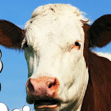 Animal Voiceover