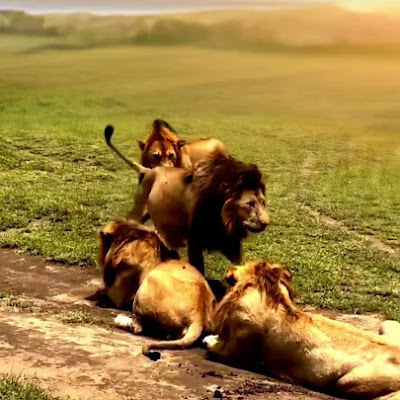 Animal World