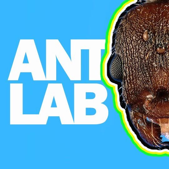Ant Lab