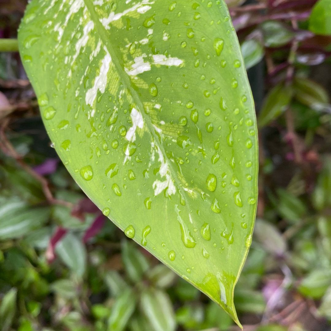 bagusajakok