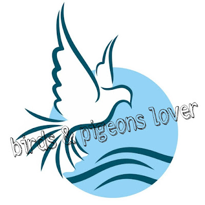 birds & pigeons lover