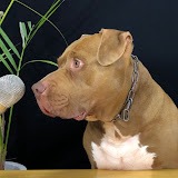 Bounce The Pit Bull