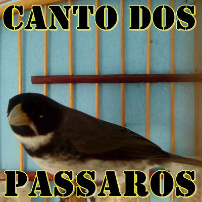CANTO DOS PÁSSAROS - macale ferreira