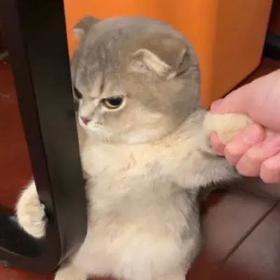 Cat Memes - Notchea
