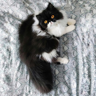 cats for life