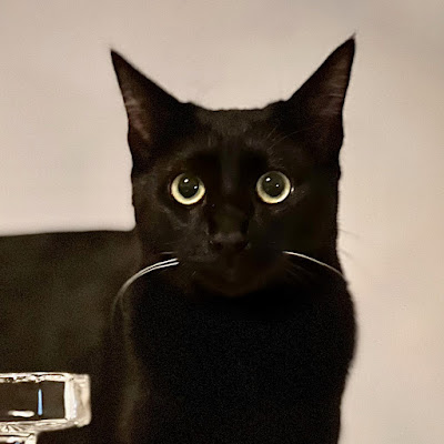 Cat Tv