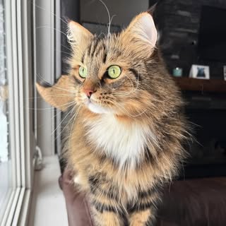 Cat World Magazine