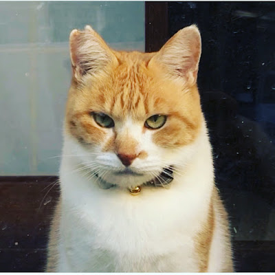 ChaCha: The Former Stray Cat