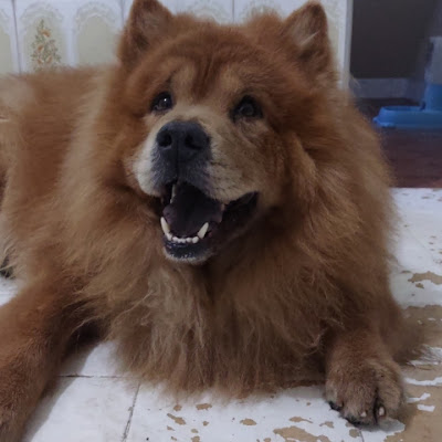 Chow Chow Scooby