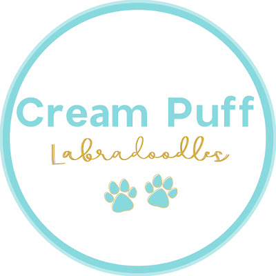 Cream Puff Labradoodles