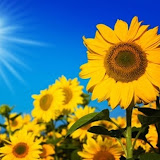 Câu Chuyện Cuộc Đời