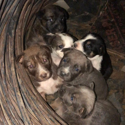 Cute baby dogs 🐕