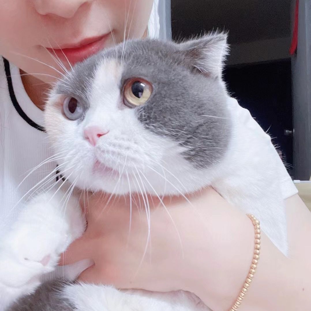 cutecat