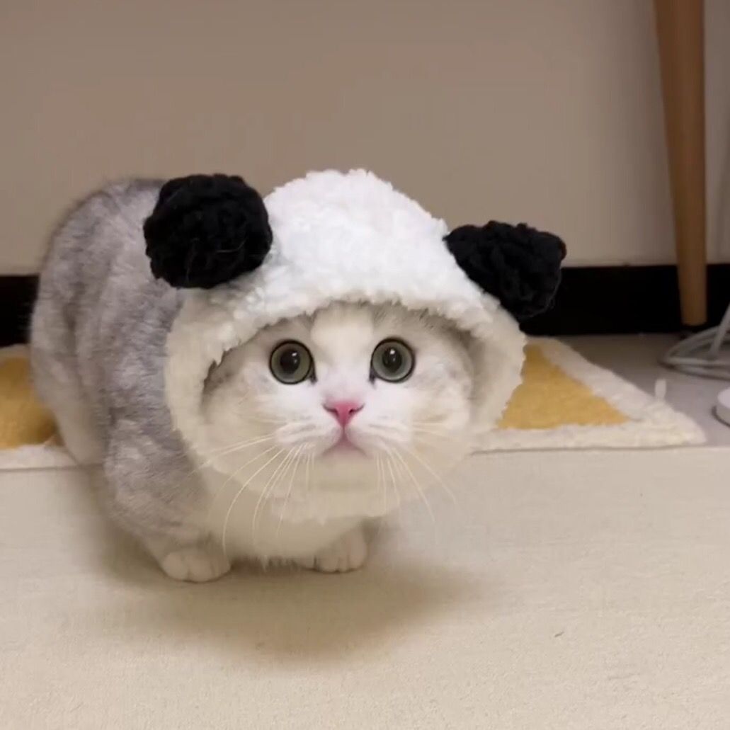 Pengqing
