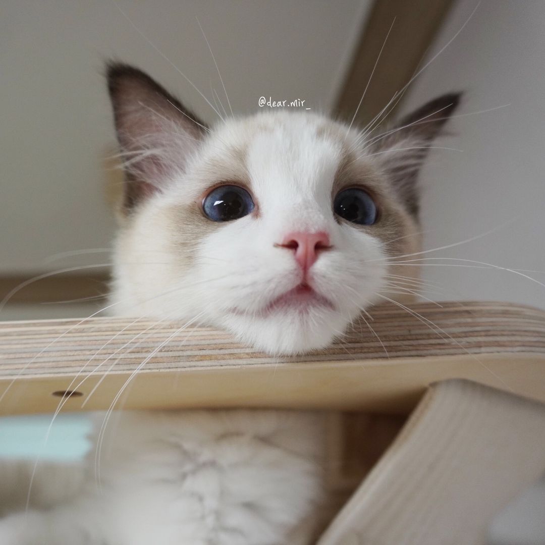 디어미르토리(Dear.MirTori)